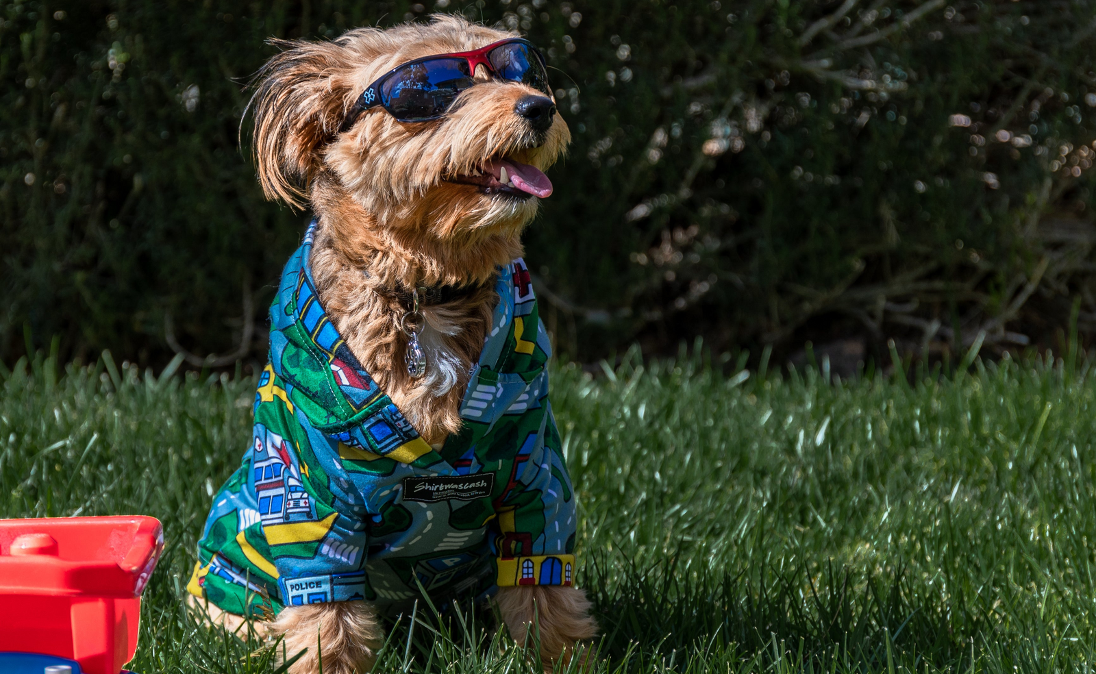 Dog wearing a colorful outfit and sunglasses standing on grass