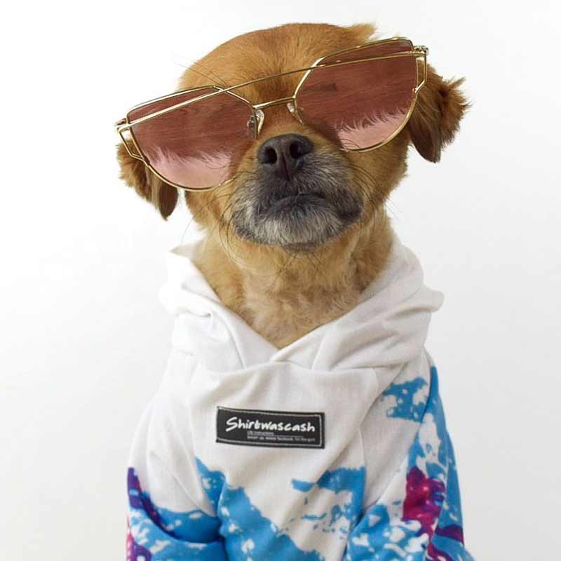 Dog wearing sunglasses and a hoodie with a brand logo on a white background